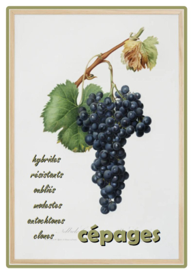 LES CEPAGES RESISTANTS